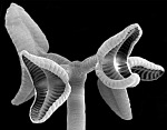 The American Tapeworm