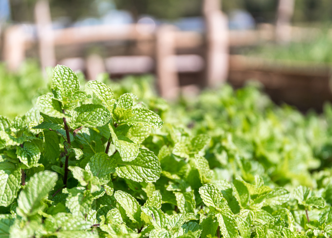 Permaculture School Garden in Jordan’s Dead Sea