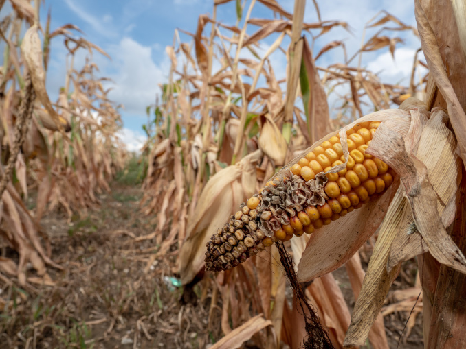 Monsanto vs. S&P: Look Who is Making Money on the Drought