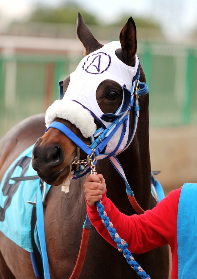 Run for the Roses: Kentucky Derby 2017