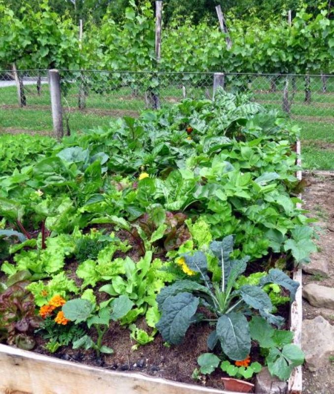 Food Resilience Action for Family and Community: Gardening