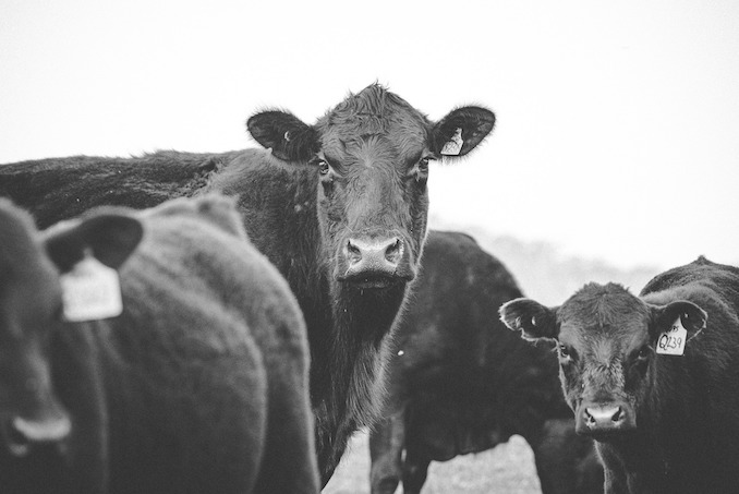 Special Solari Report: USDA Hitting Food Supply Chain with Cattle Surveillance and a Level-4 Animal Disease Laboratory