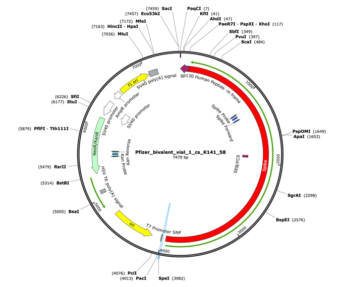 “Plasmidgate” – mRNA Injections Are Contaminated with Bacterial DNA